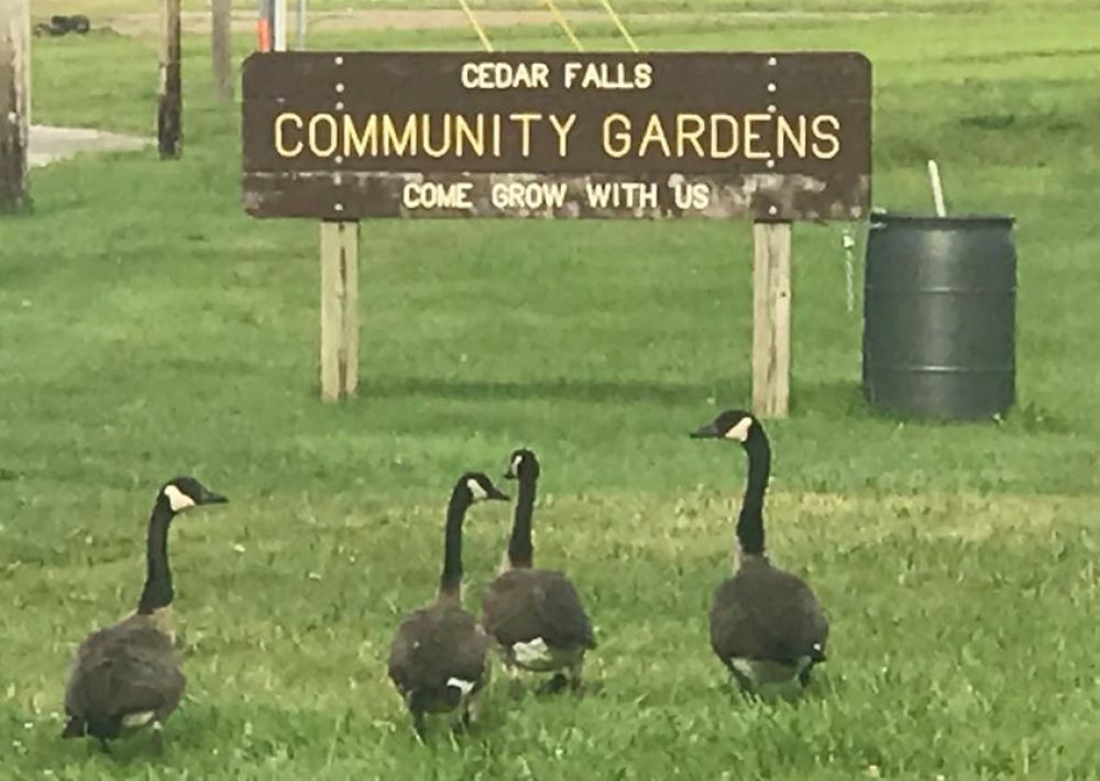 Community Gardens of Cedar Falls